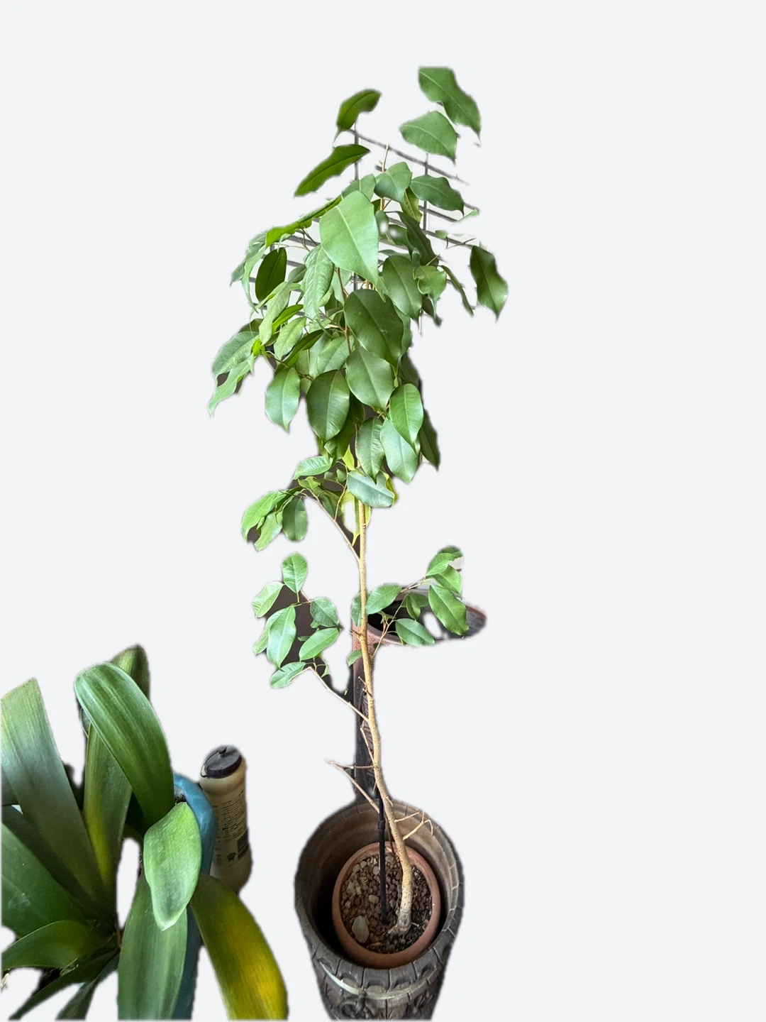 フィカス ベンジャミン カボック観葉植物 鉢付きの写真3枚目