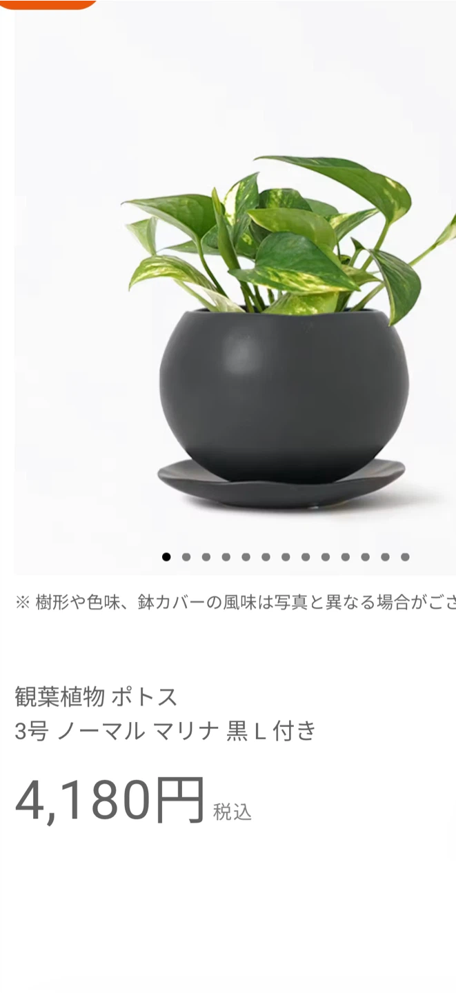 ライム ポトス 水耕栽培 容器つきませんの写真2枚目
