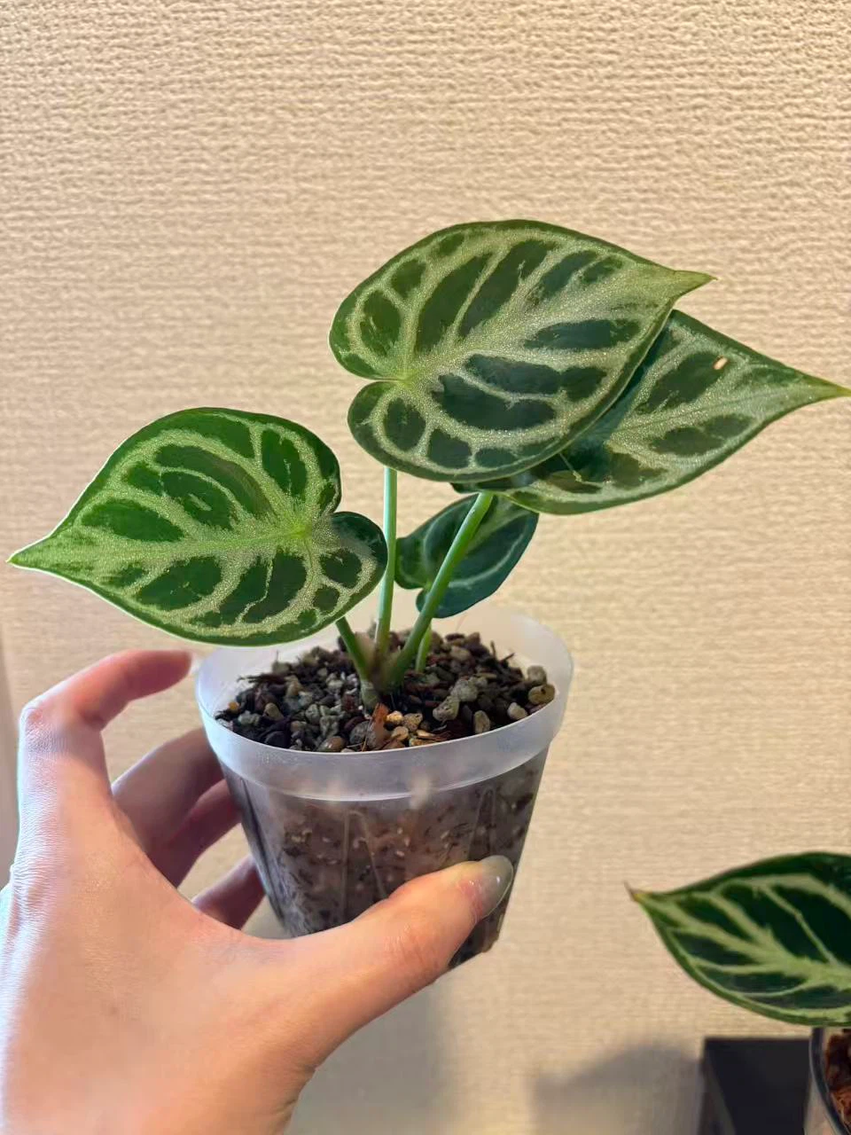 アンスリウム　観葉植物