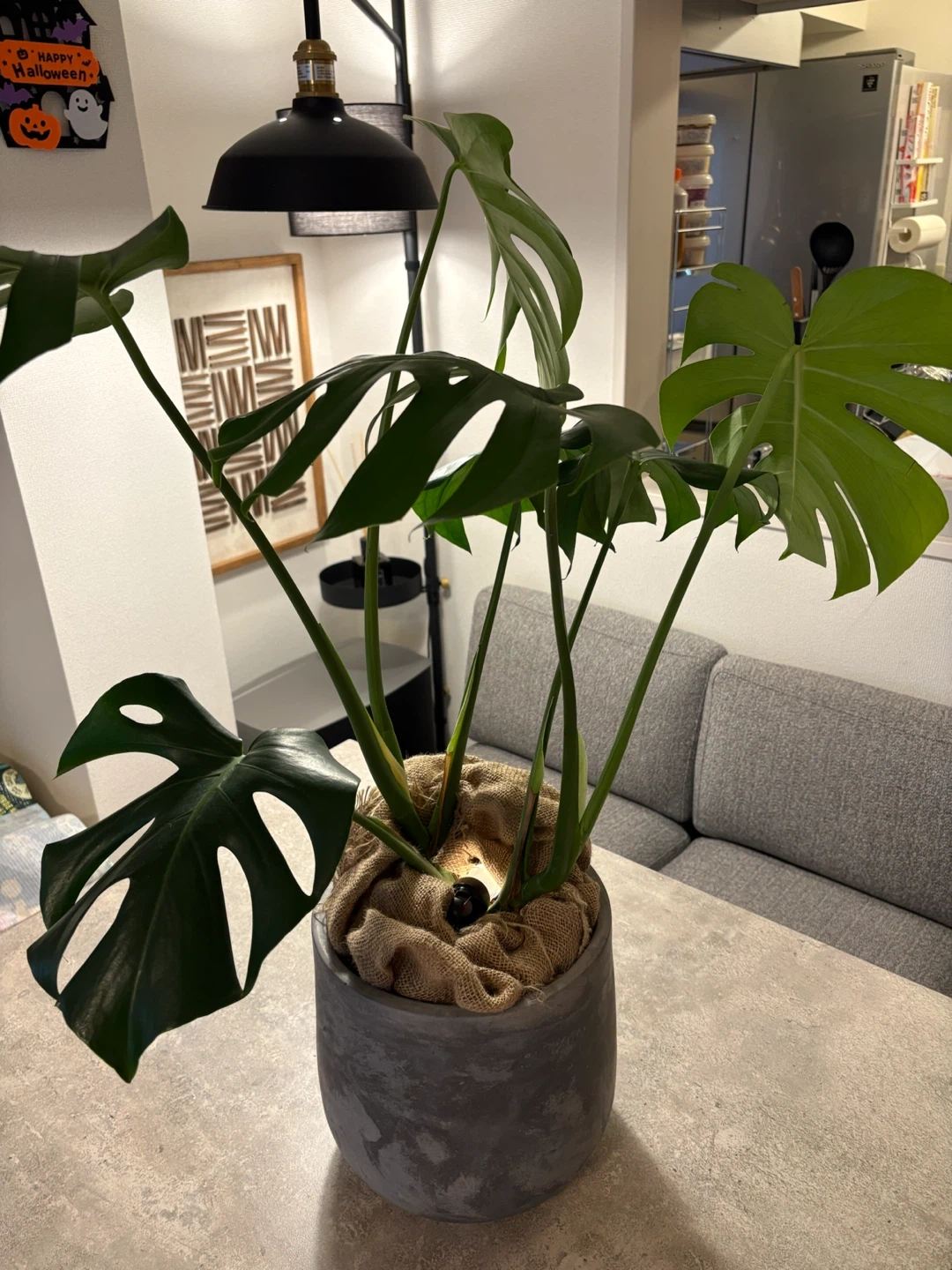 モンステラ 観葉植物 鉢植え