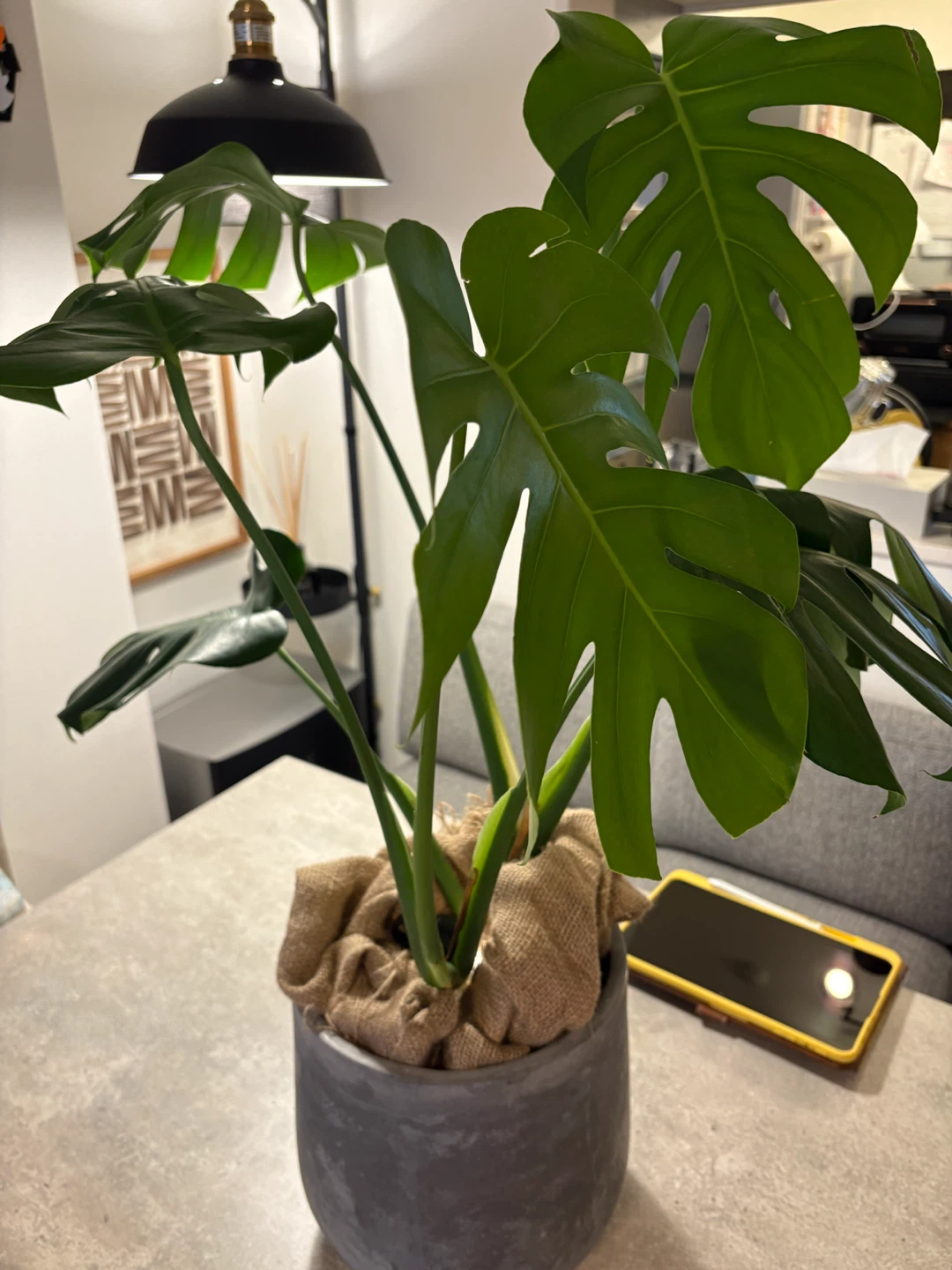 モンステラ 観葉植物 鉢植えの写真2枚目