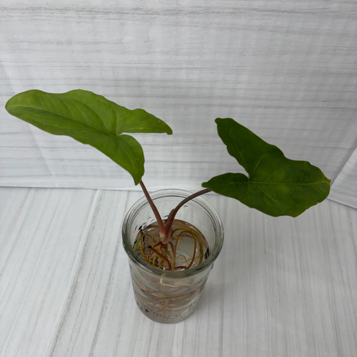 観葉植物 シンゴニウム 水耕栽培