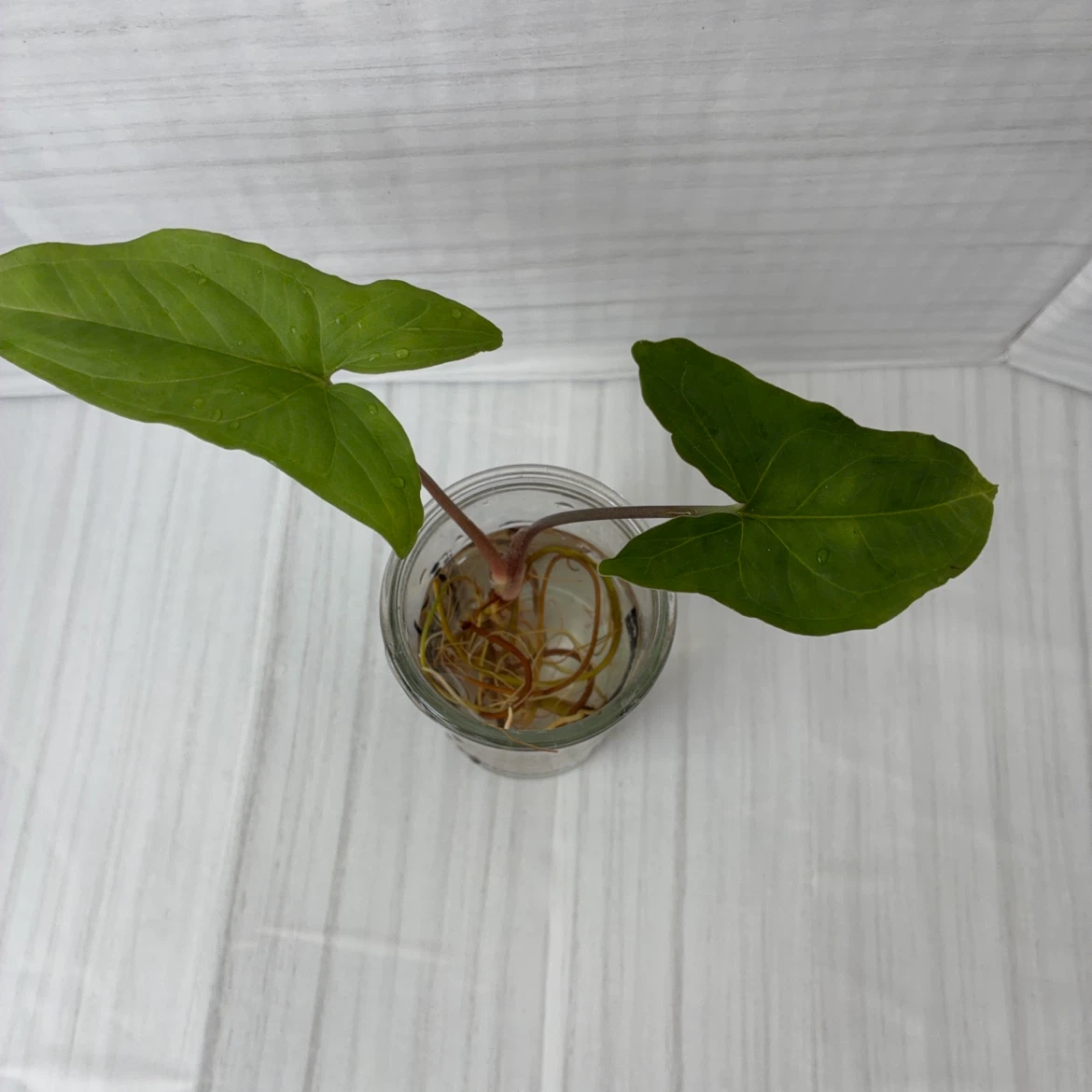 観葉植物 シンゴニウム 水耕栽培の写真2枚目