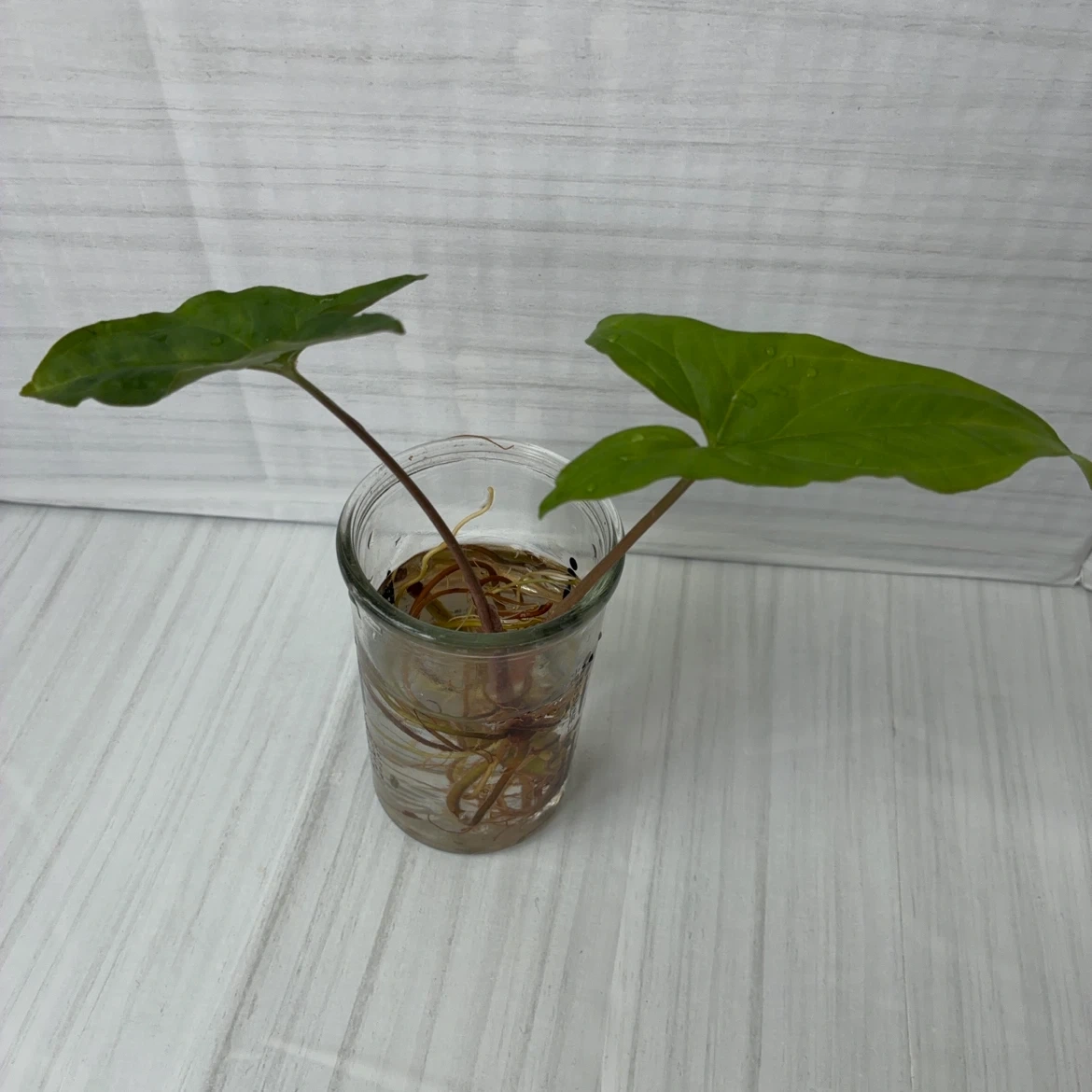 観葉植物 シンゴニウム 水耕栽培の写真3枚目
