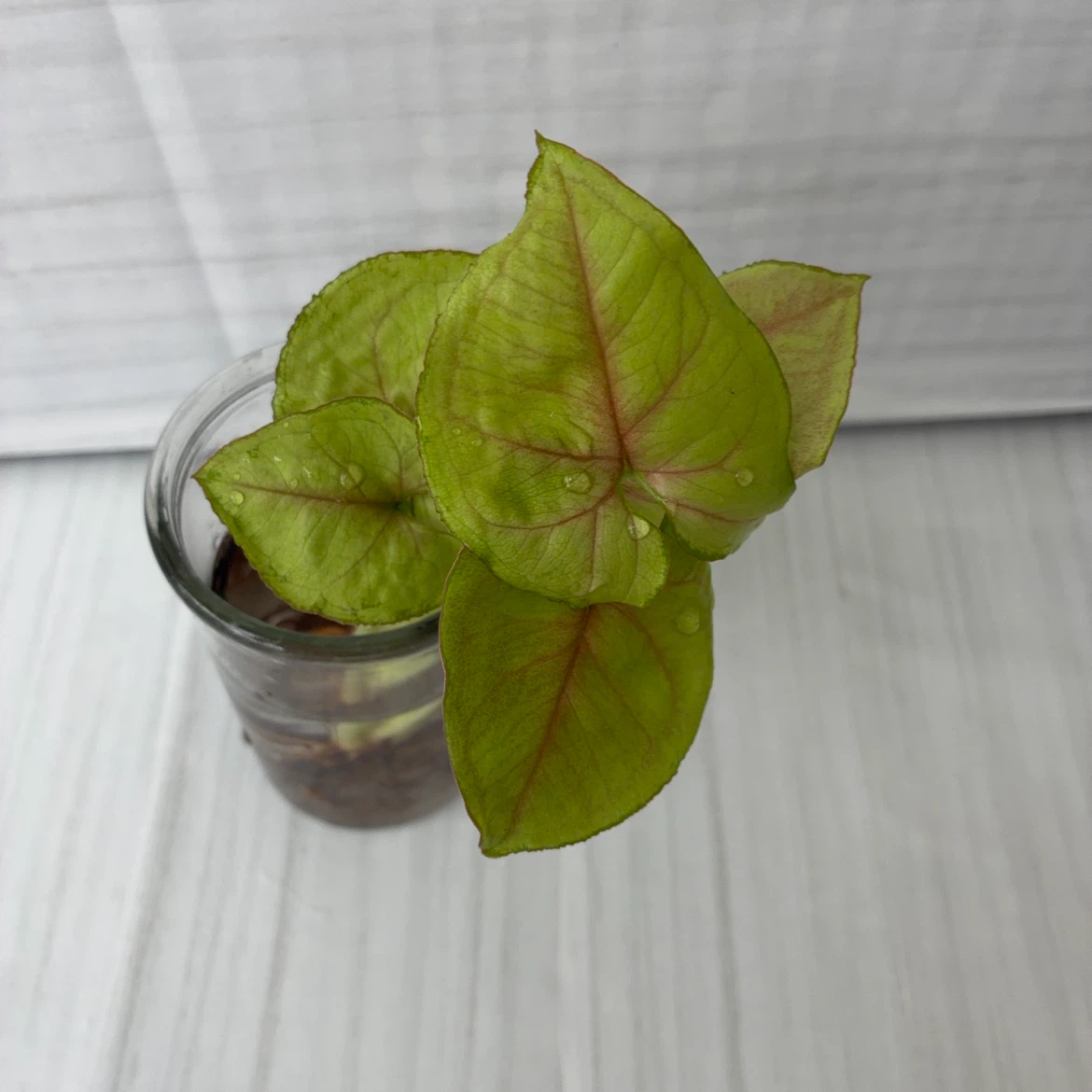 シンゴニウム 水耕栽培 観葉植物