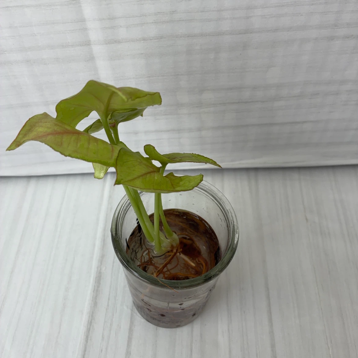 シンゴニウム 水耕栽培 観葉植物の写真2枚目