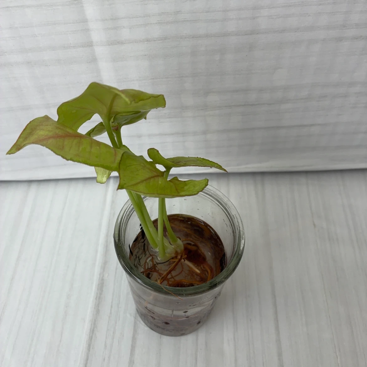 シンゴニウム 水耕栽培 観葉植物の写真2枚目
