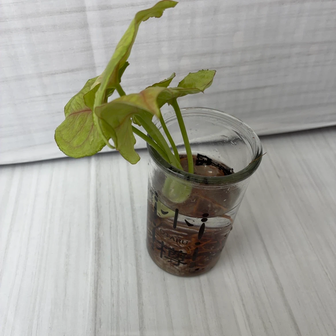 シンゴニウム 水耕栽培 観葉植物の写真3枚目