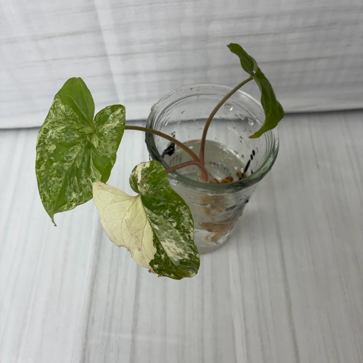 シンゴニウム 水耕栽培