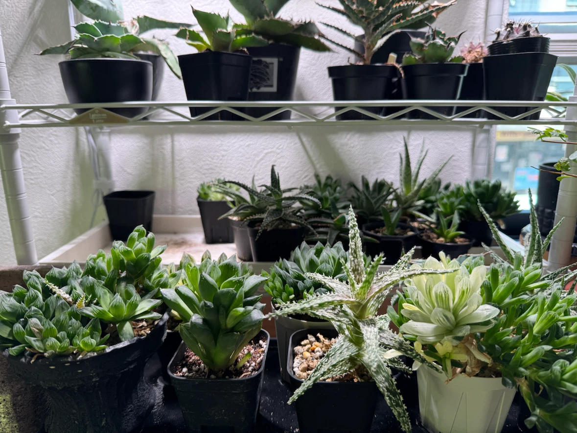 多肉植物 アガベ ハオルチア アロエ 寄せ植え
