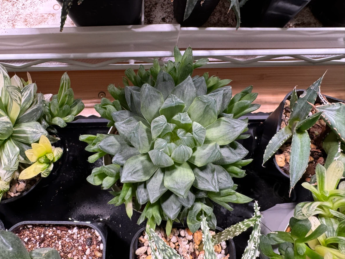 多肉植物 アガベ ハオルチア アロエ 寄せ植えの写真2枚目