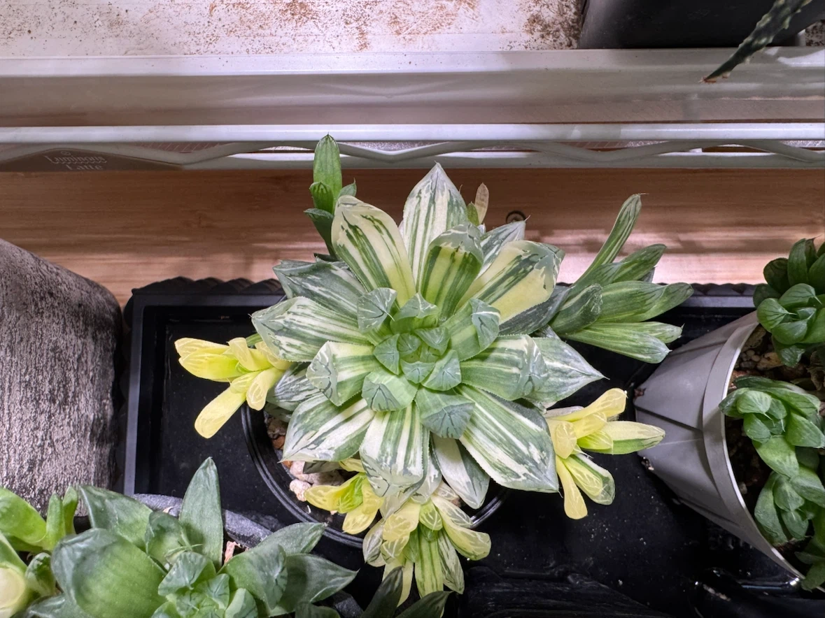 多肉植物 アガベ ハオルチア アロエ 寄せ植えの写真3枚目
