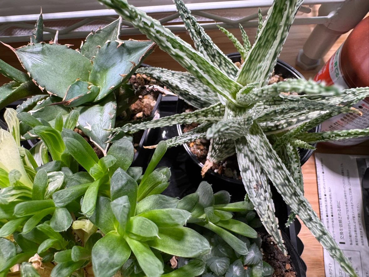 多肉植物 アガベ ハオルチア アロエ 寄せ植えの写真4枚目