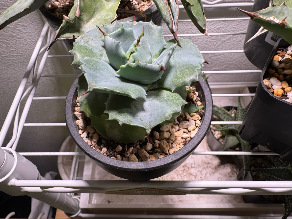 多肉植物 アガベ ハオルチア アロエ 寄せ植えの写真5枚目