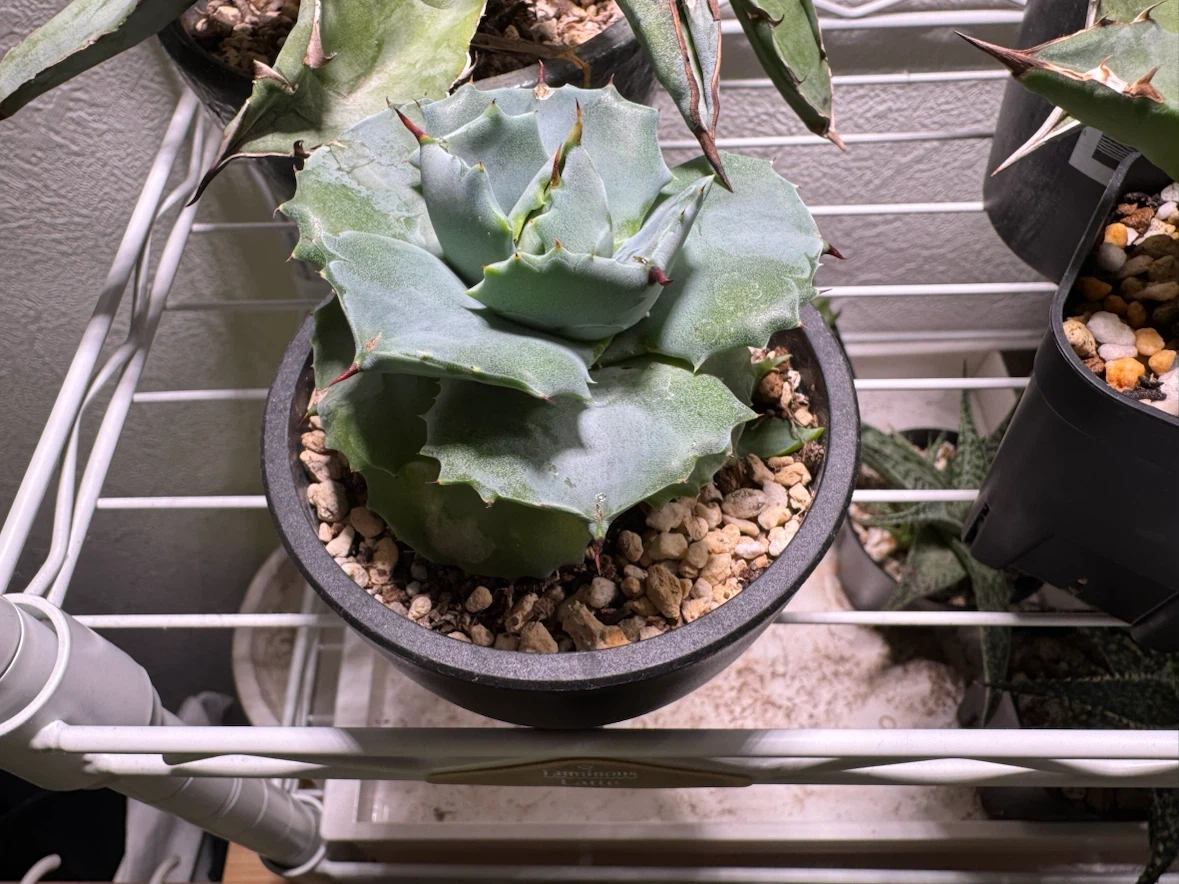 多肉植物 アガベ ハオルチア アロエ 寄せ植えの写真5枚目