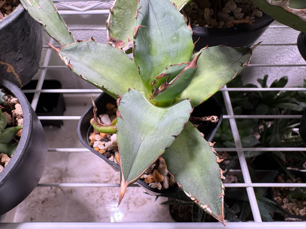 多肉植物 アガベ ハオルチア アロエ 寄せ植えの写真6枚目