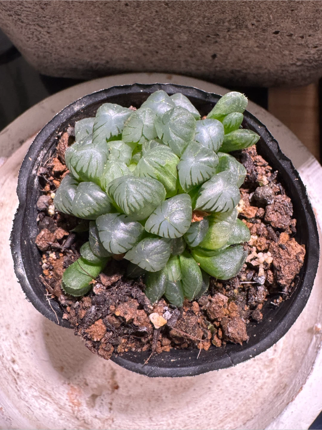 多肉植物 アガベ ハオルチア アロエ 寄せ植えの写真7枚目