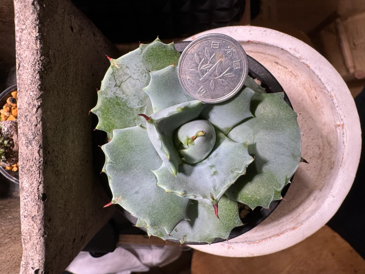 多肉植物 アガベ ハオルチア アロエ 寄せ植えの写真8枚目