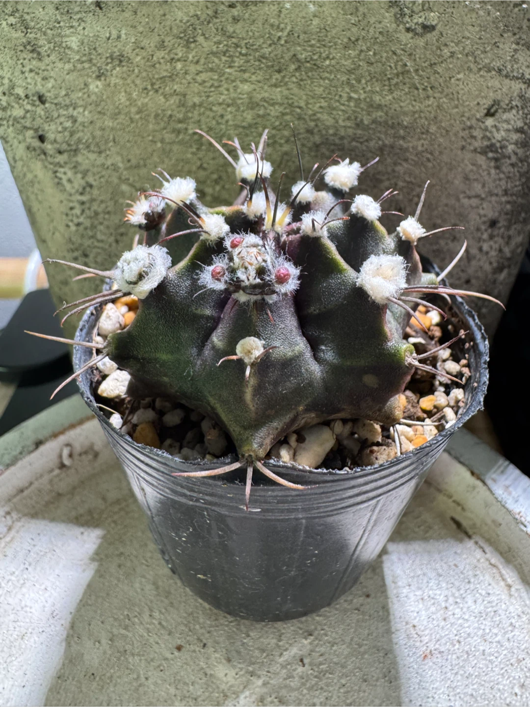 多肉植物 アガベ ハオルチア アロエ 寄せ植えの写真9枚目