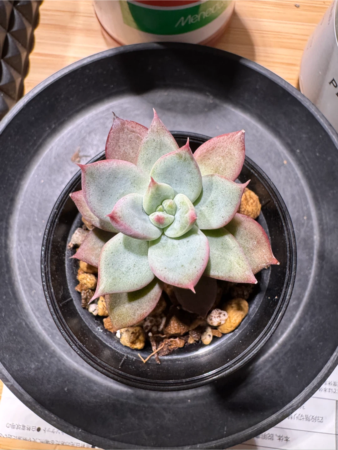 多肉植物 アガベ ハオルチア アロエ 寄せ植えの写真10枚目