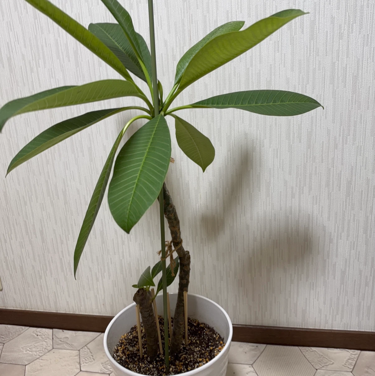 プルメリア