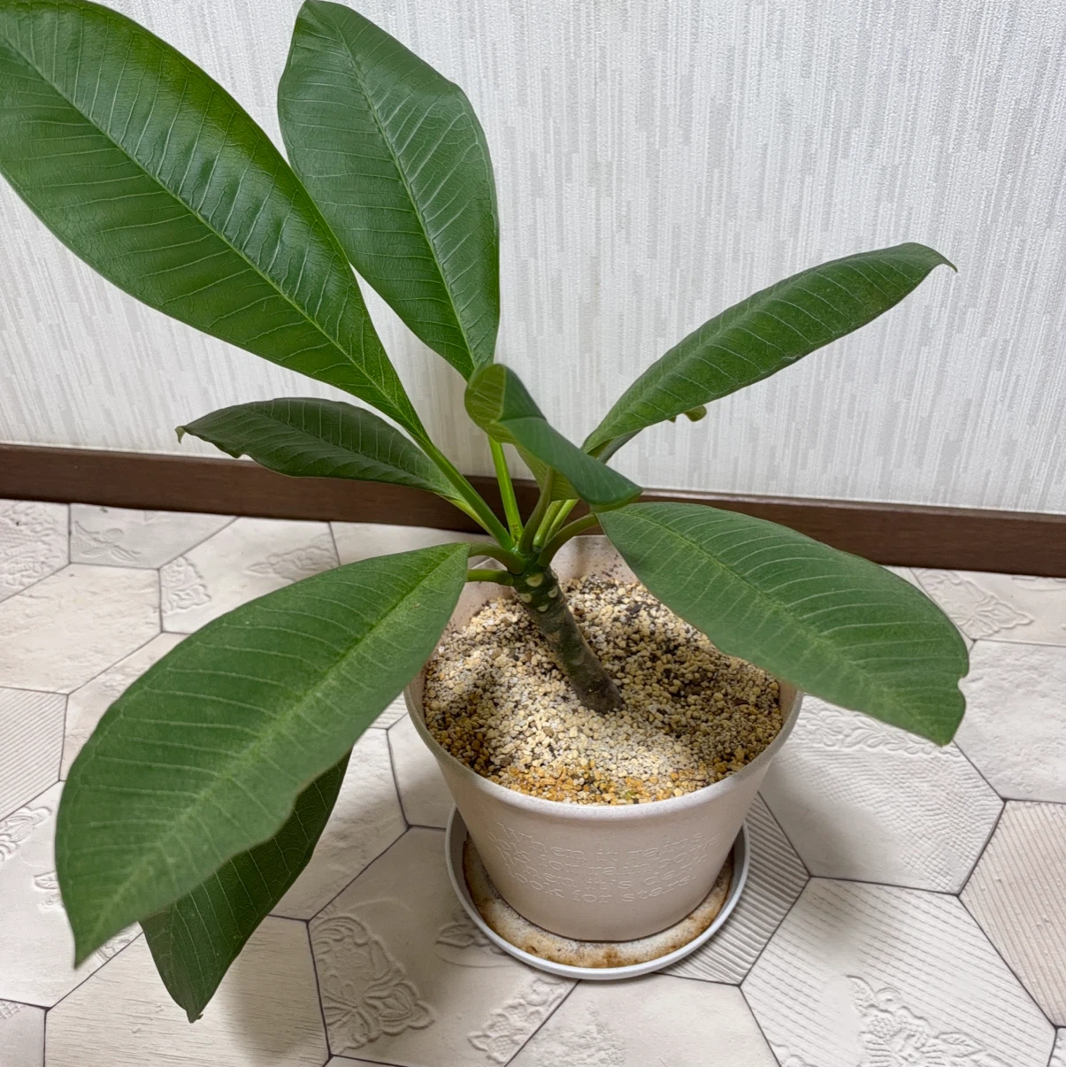 プルメリア 鉢植え 観葉植物