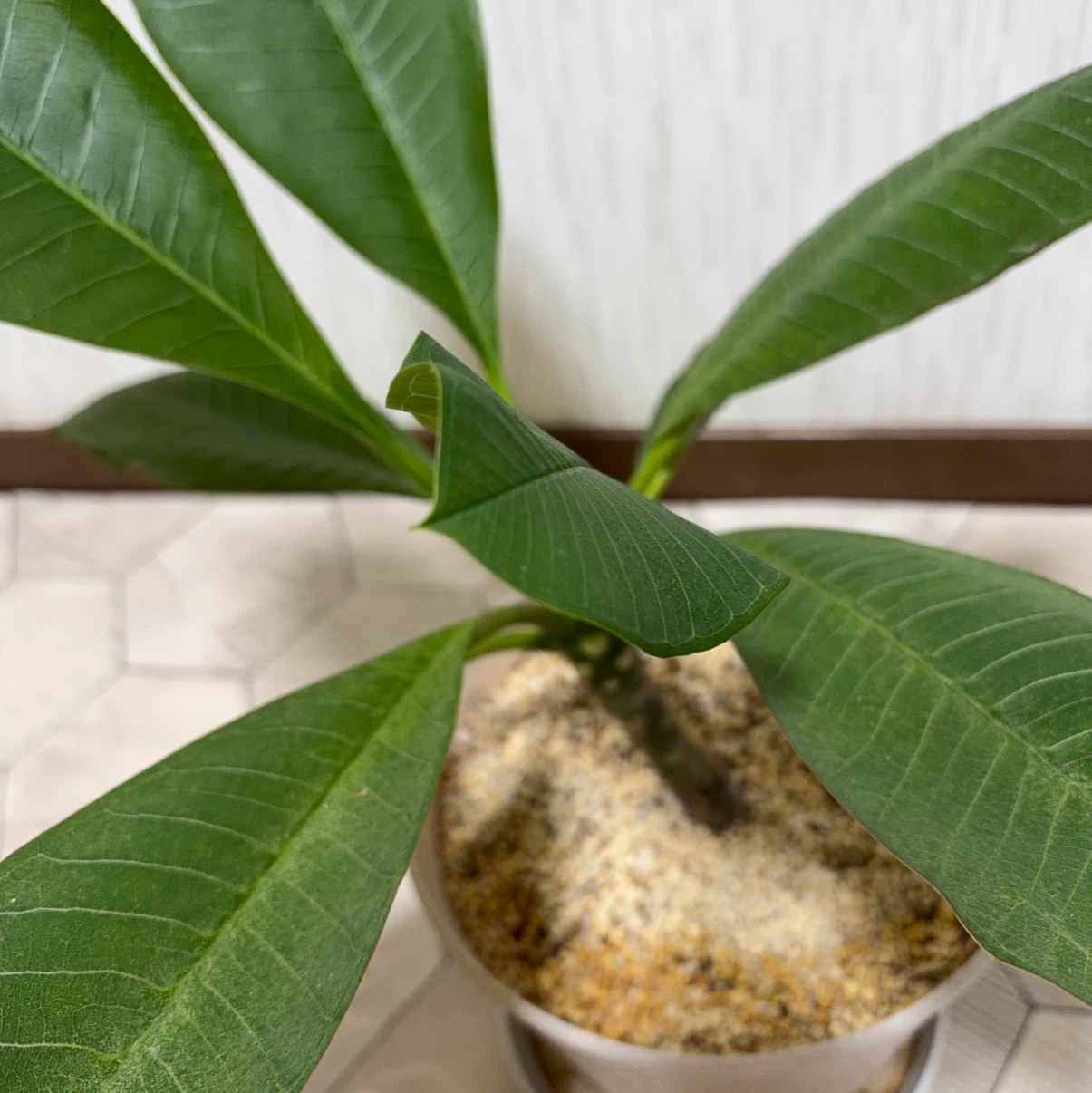 プルメリア 鉢植え 観葉植物の写真2枚目