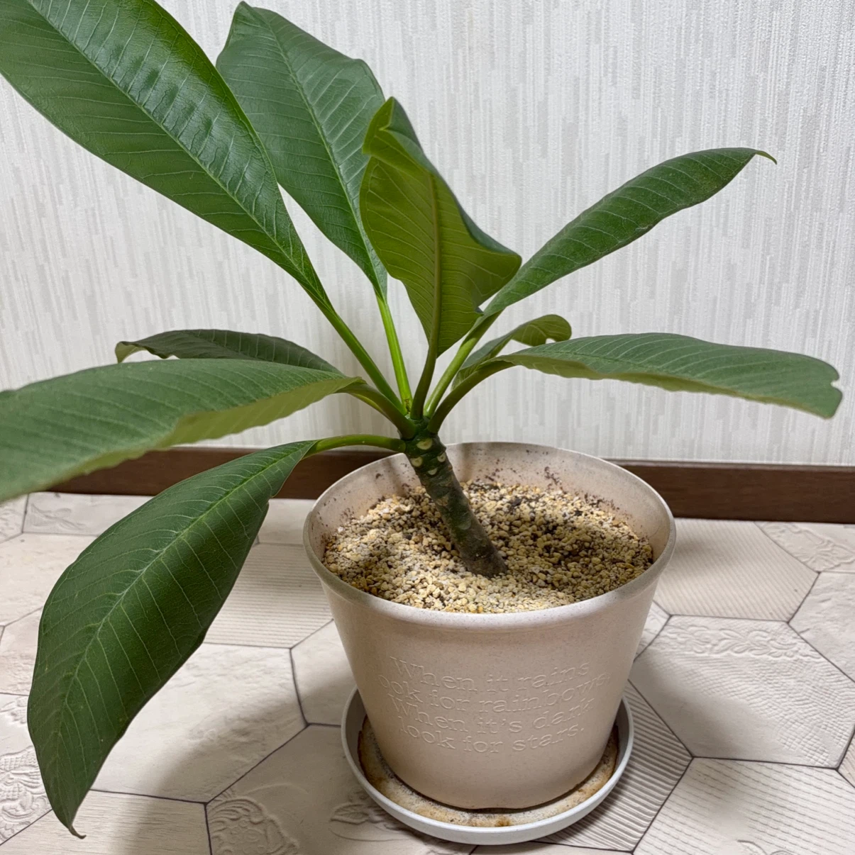 プルメリア 鉢植え 観葉植物の写真3枚目
