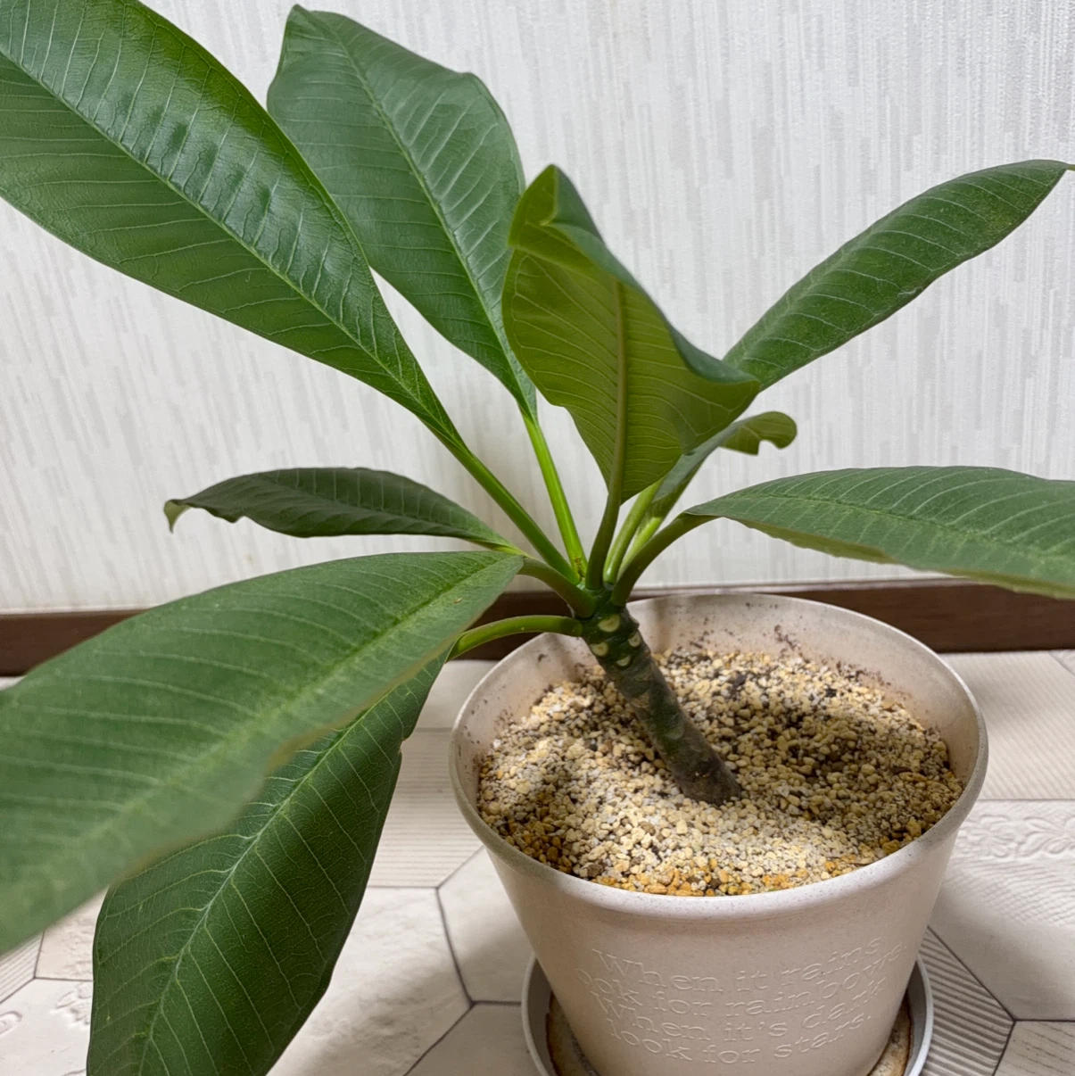 プルメリア 鉢植え 観葉植物の写真4枚目