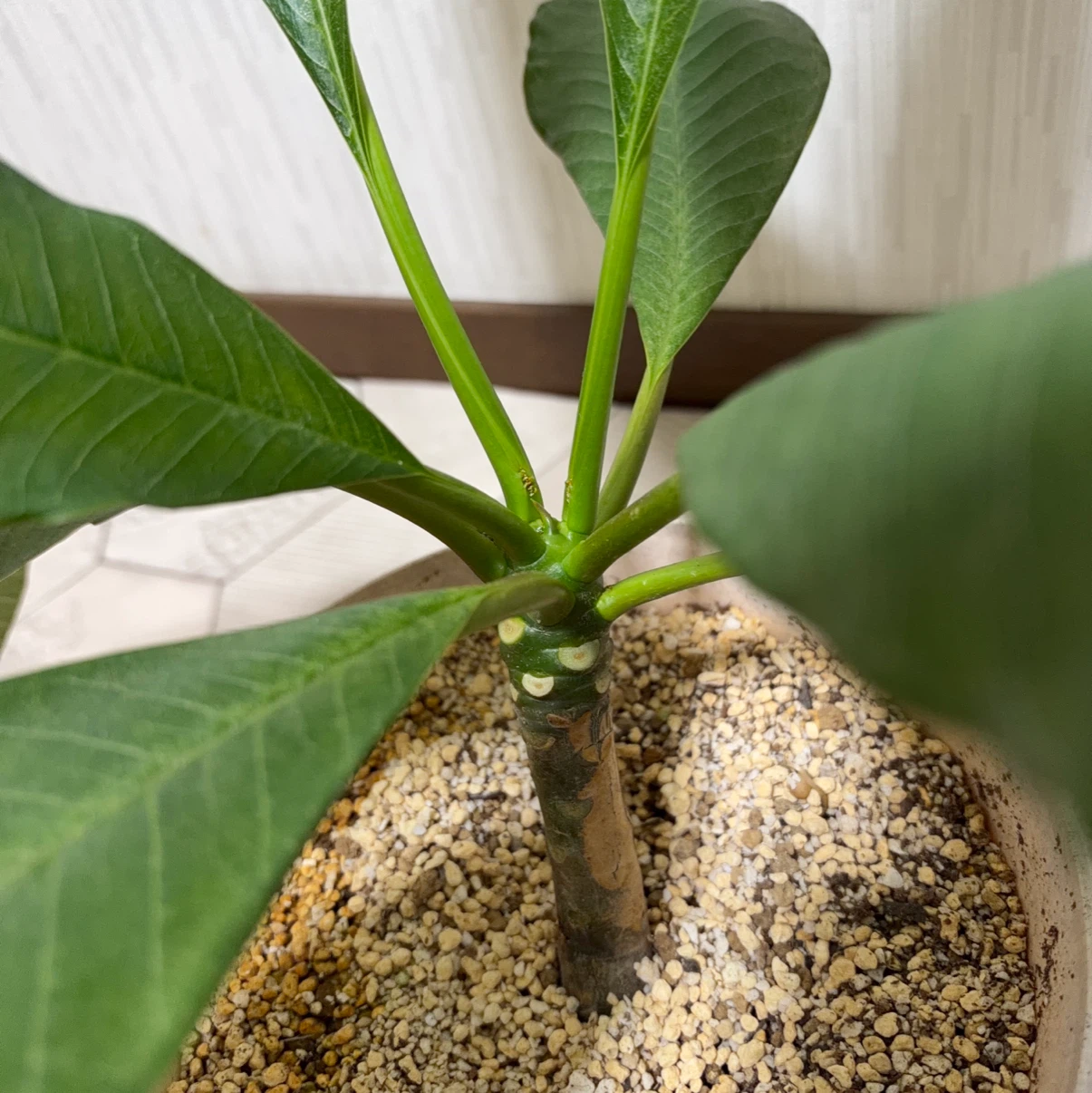 プルメリア 鉢植え 観葉植物の写真5枚目