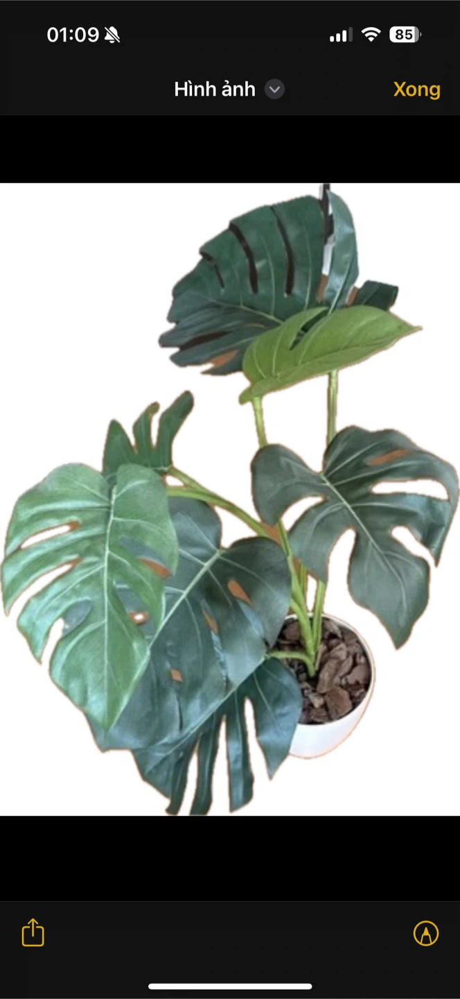 モンステラ フェイクグリーン 観葉植物 白鉢