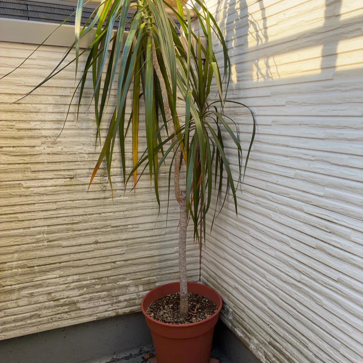 ドラセナ コンシンネ 観葉植物