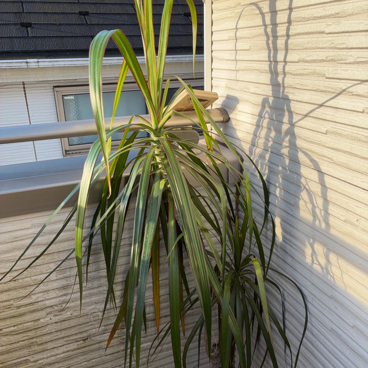 ドラセナ コンシンネ 観葉植物の写真2枚目