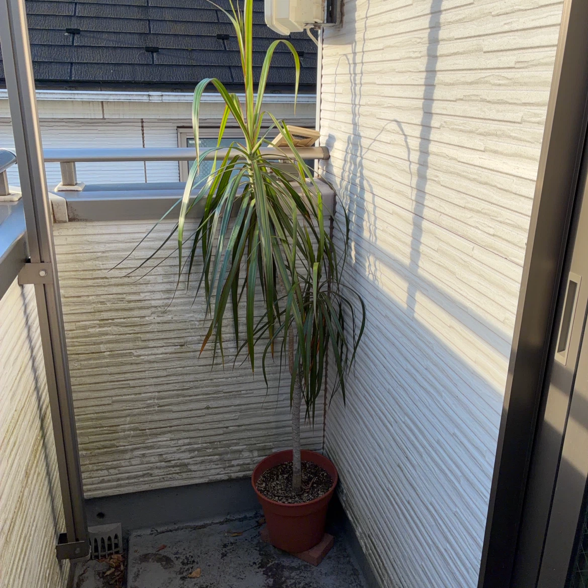 ドラセナ コンシンネ 観葉植物の写真3枚目