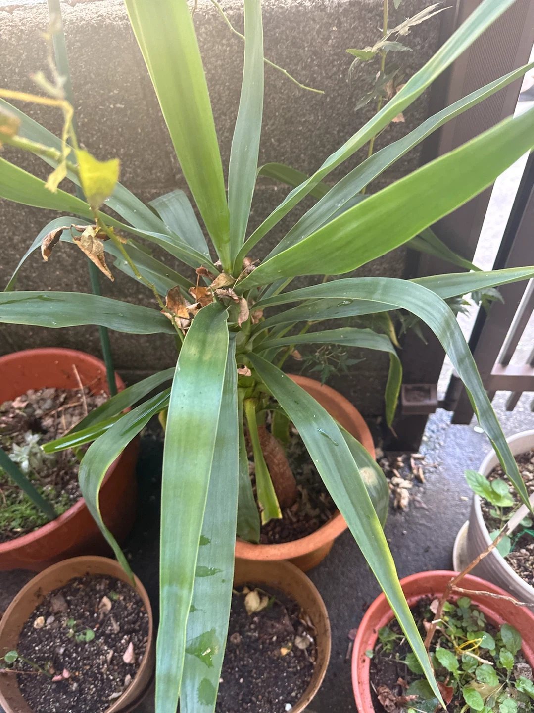 ユッカ(青年の木)観葉植物
