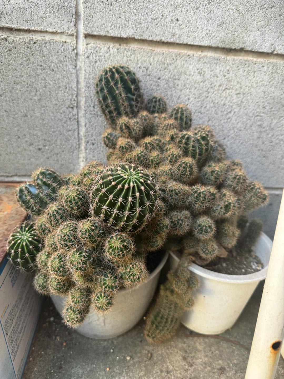 サボテン 寄せ植え 鉢植え