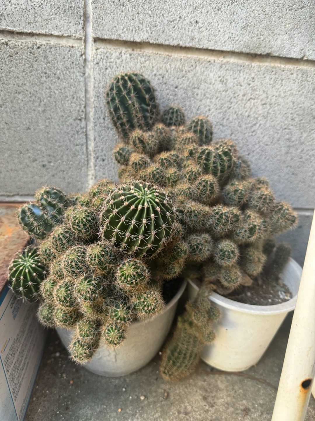 サボテン 寄せ植え 鉢植え