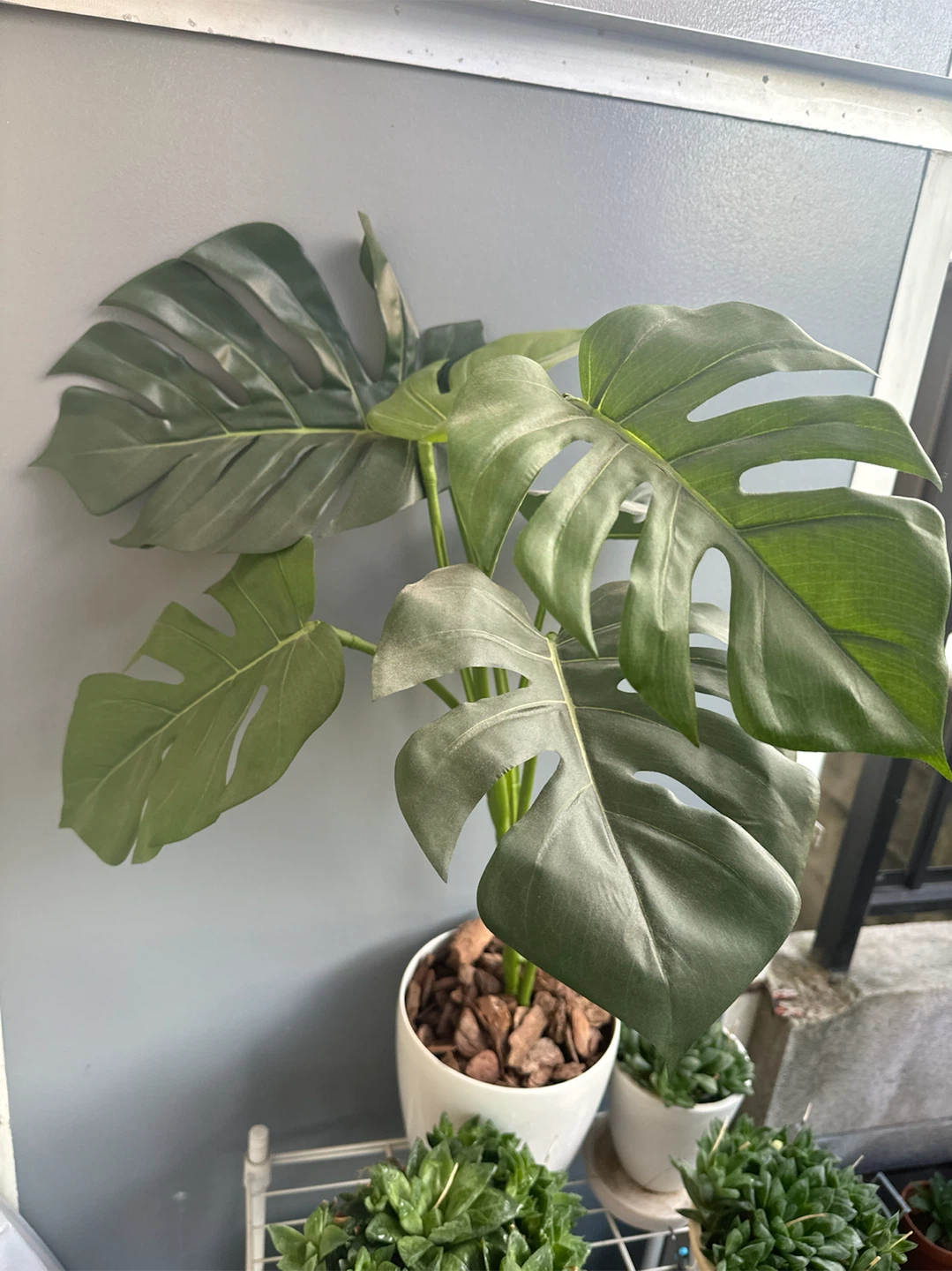 モンステラ フェイクグリーン 観葉植物 白鉢