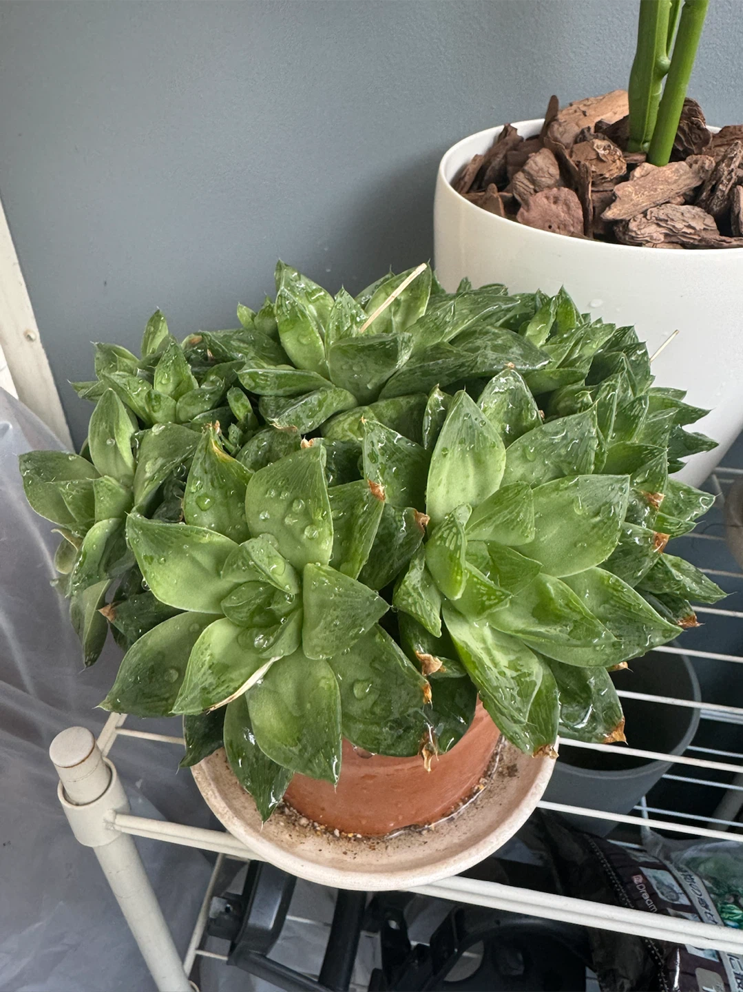 ハオルチア 多肉植物 鉢植え