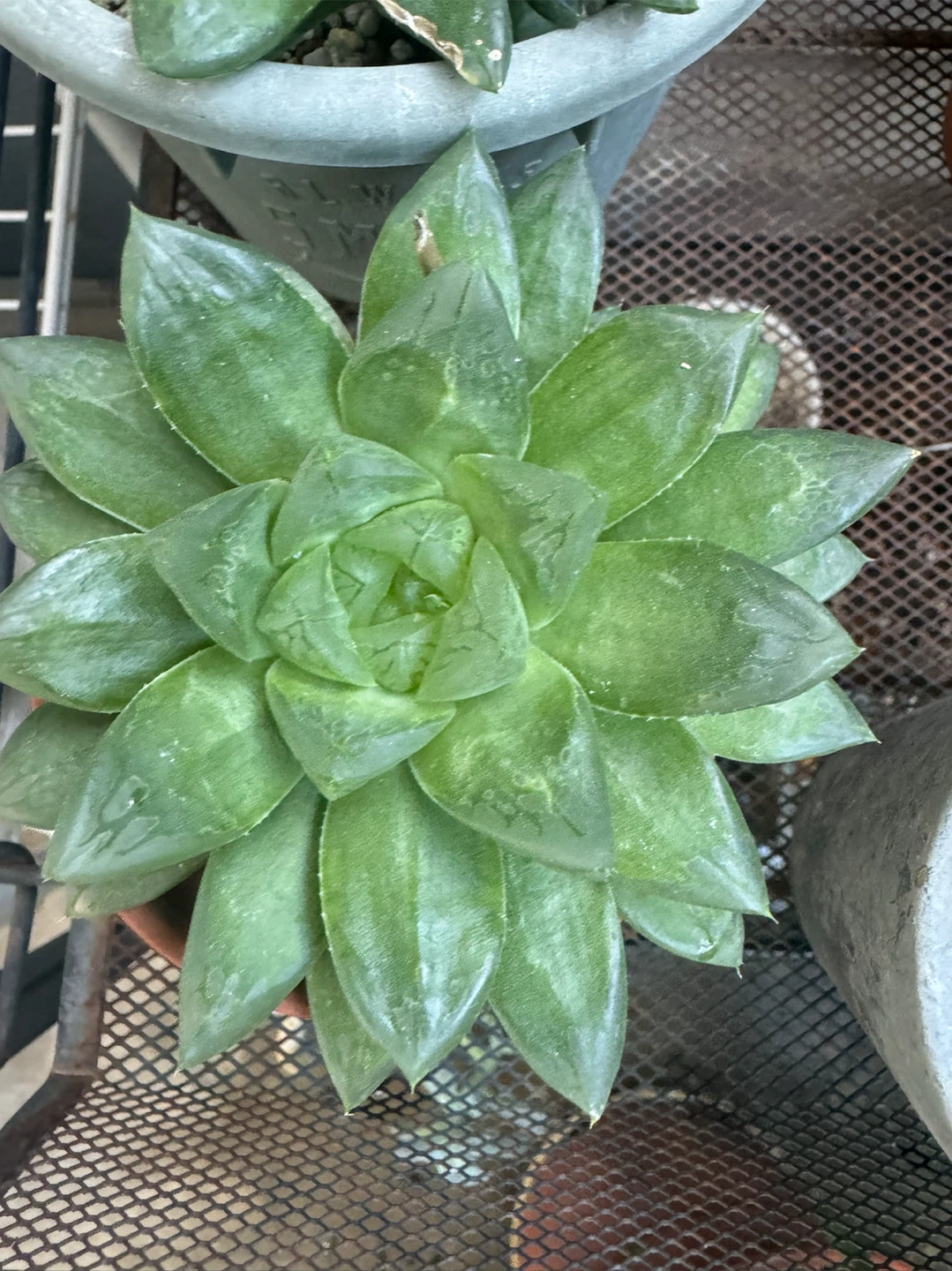 ハオルチア 多肉植物