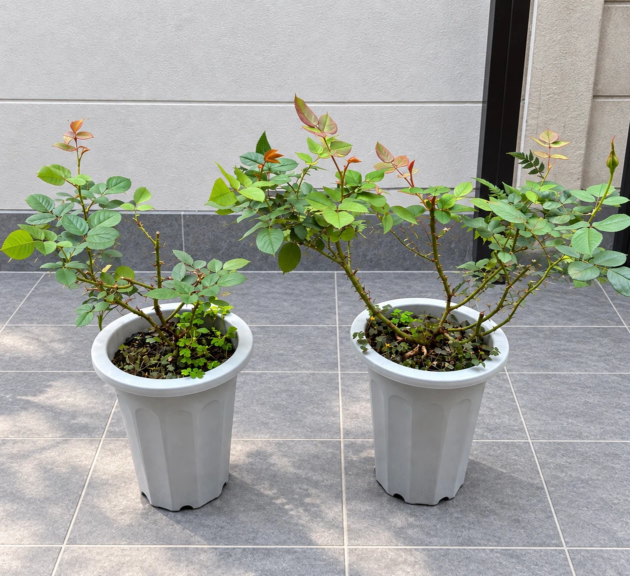 バラの鉢植え 2個セット