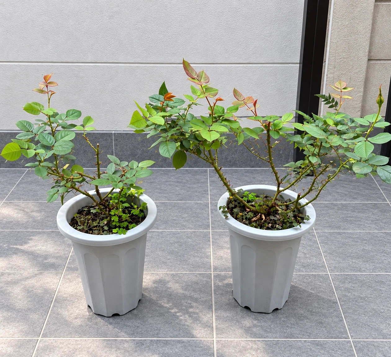 バラの鉢植え 2個セット
