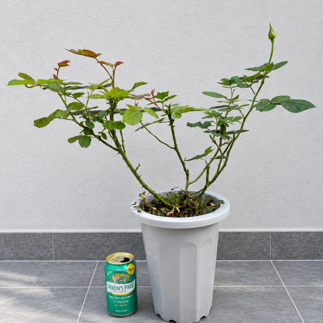 バラの鉢植え 2個セットの写真2枚目