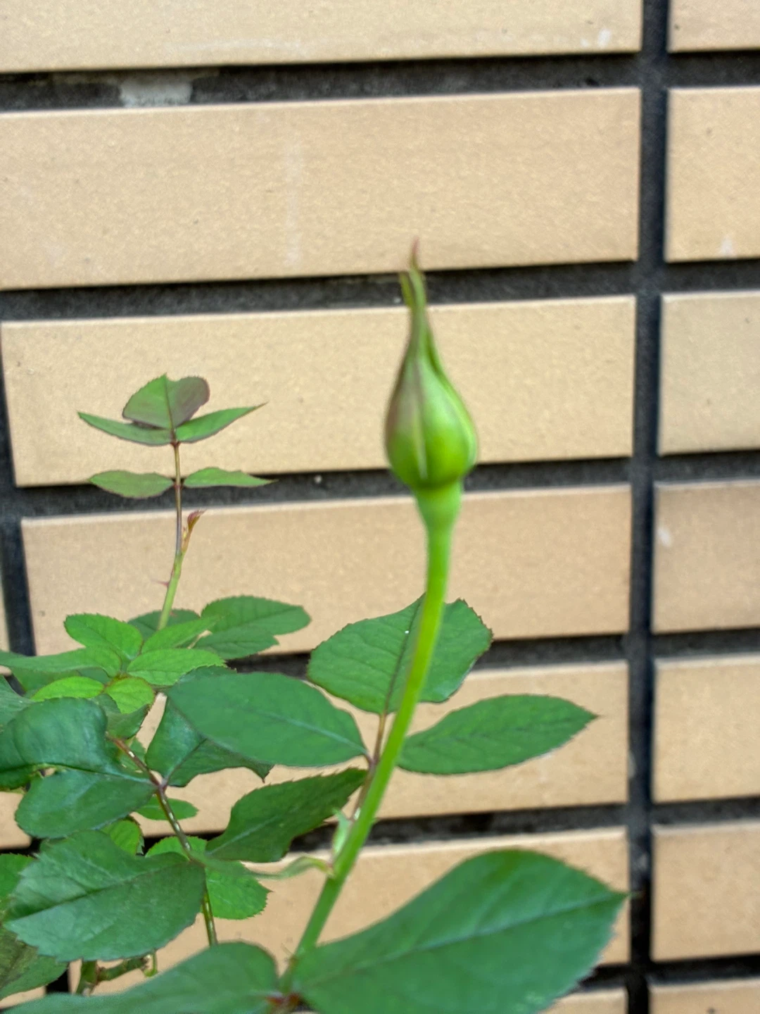 バラの鉢植え 2個セットの写真3枚目