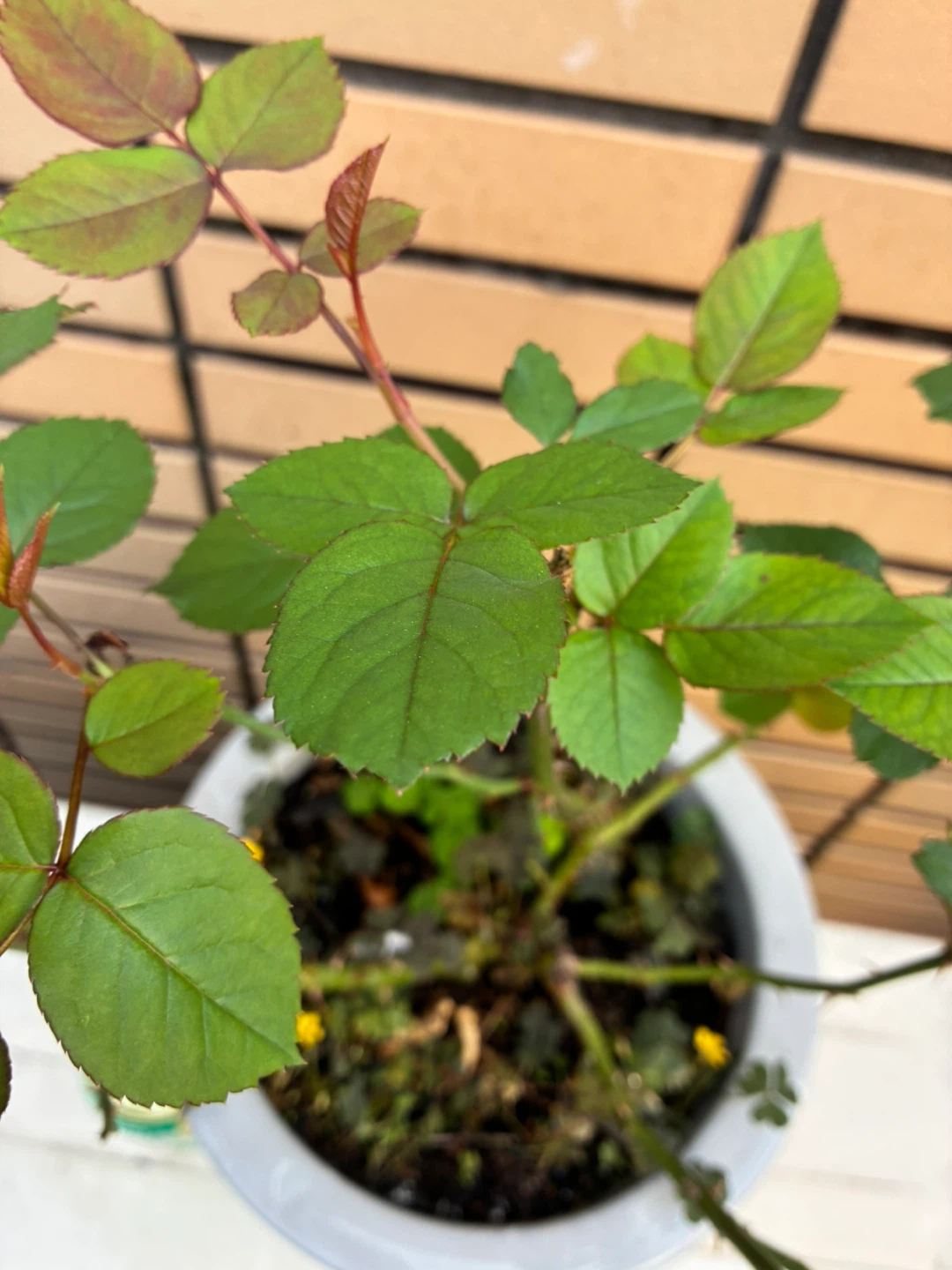 バラの鉢植え 2個セットの写真4枚目