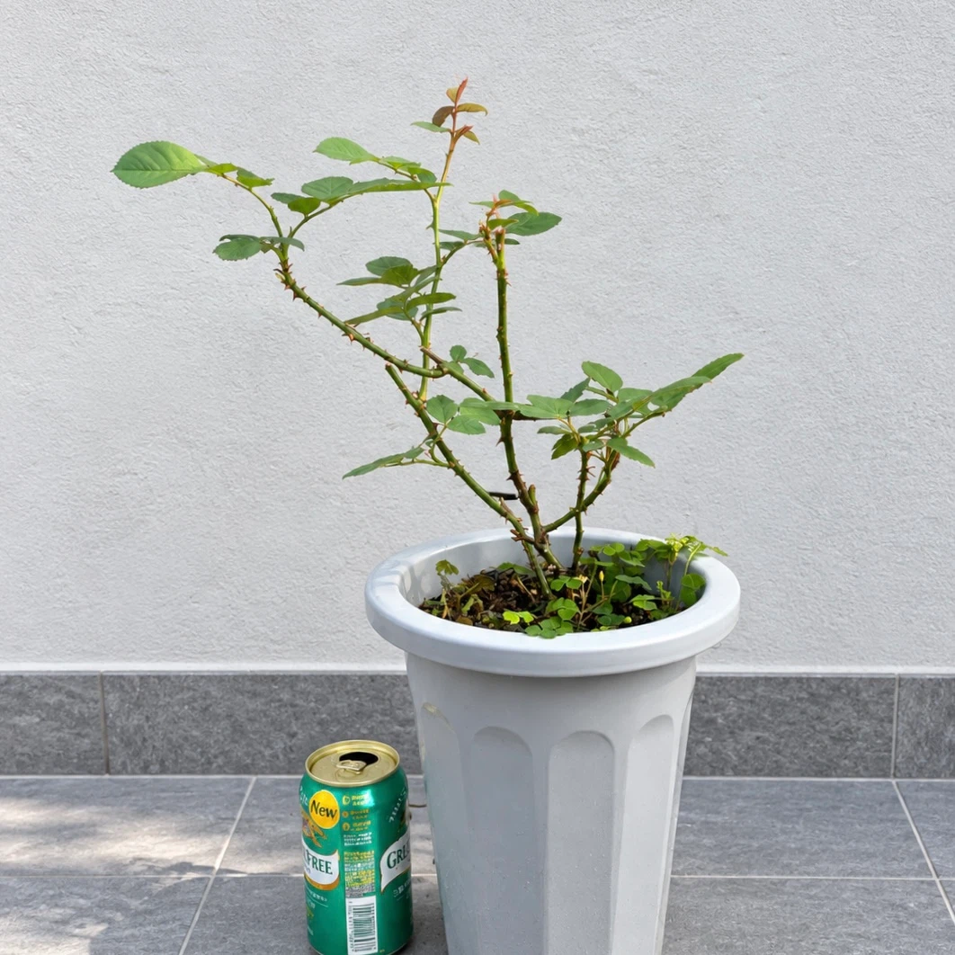 バラの鉢植え 2個セットの写真5枚目