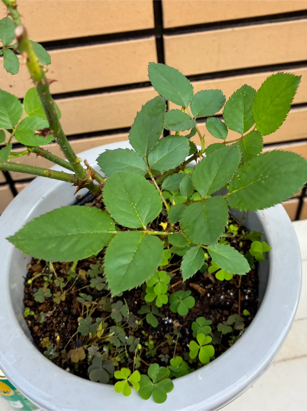 バラの鉢植え 2個セットの写真6枚目