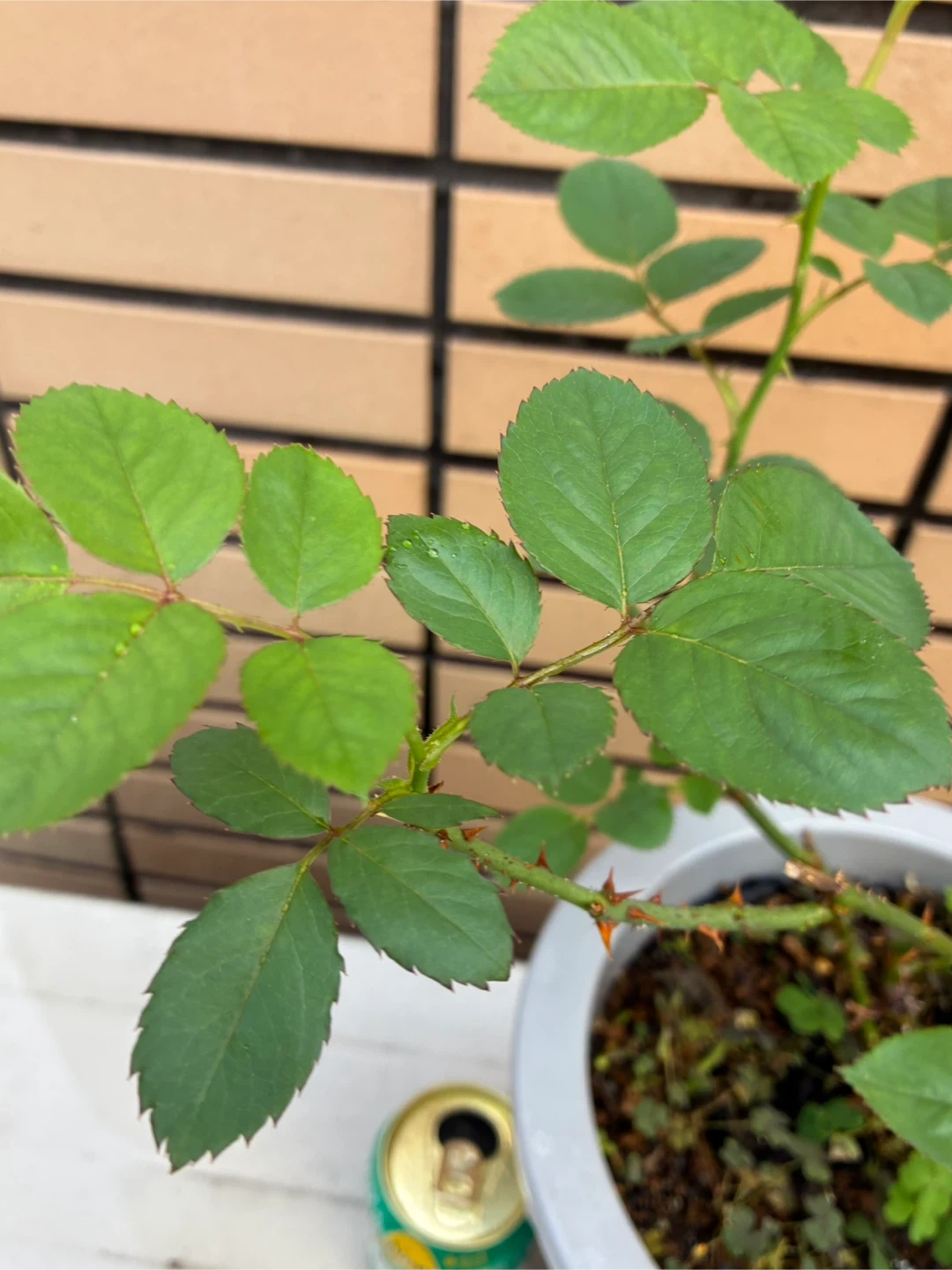 バラの鉢植え 2個セットの写真7枚目