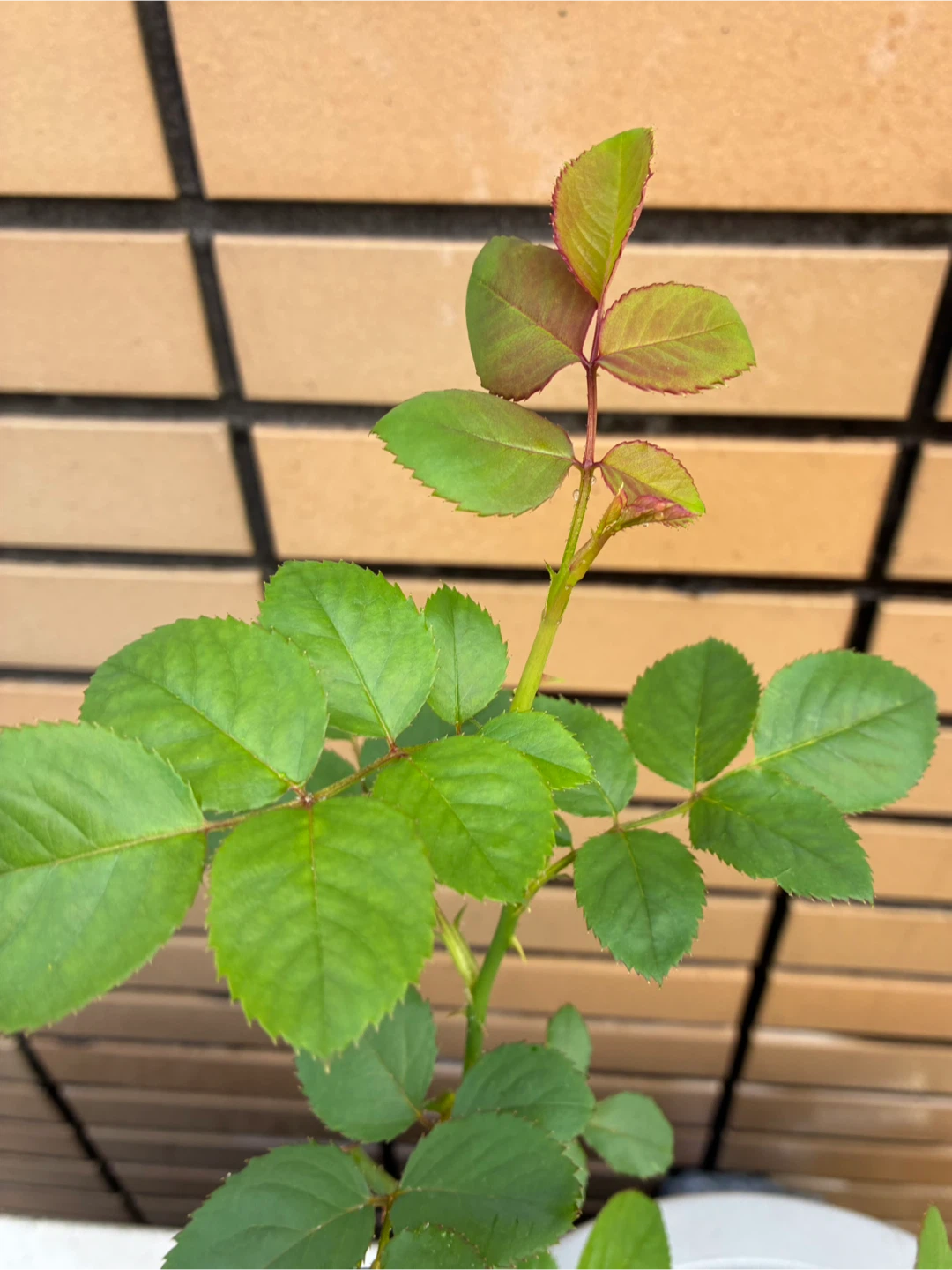 バラの鉢植え 2個セットの写真8枚目