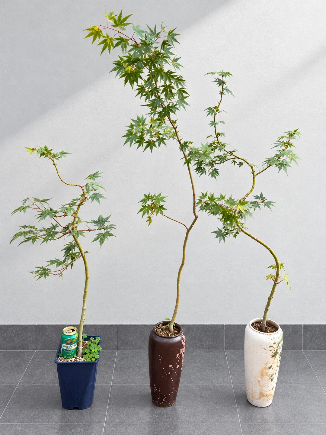モミジ 盆栽 鉢植え 3点セット